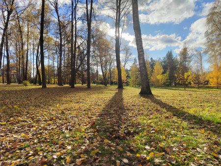 A serene autumn park bathed in golden sunlight, with tall trees casting long shadows on the leaf-covered ground. A perfect representation of seasonal tranquility.の写真素材