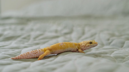 A yellow gecko moves gracefully on a quilted surface, blending curiosity and tranquility. The image reflects the unique habits and beauty of reptiles in domestic settings.の写真素材