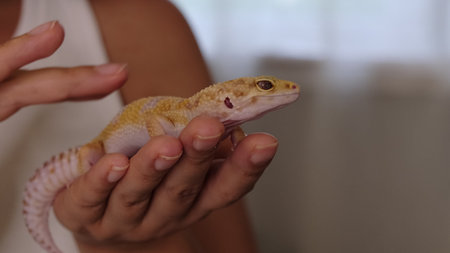 A close-up of a leopard gecko resting in gentle hands, highlighting its vibrant colors and intricate...