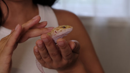 A leopard gecko rests peacefully while being handled, its intricate scales in sharp detail. This highlights the beauty of reptiles and the human effort to nurture them responsibly.の写真素材