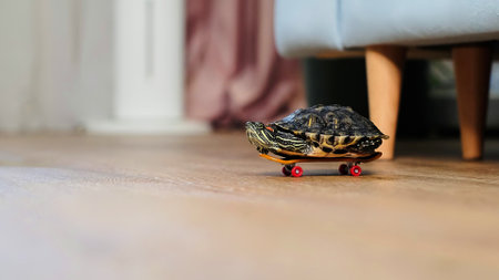 this image, a turtle balances on a skateboard, creating an amusing and unique moment. The bright colors of the skateboard add to the playful atmosphere of the scene.の写真素材