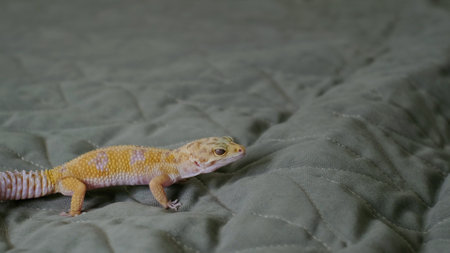A leopard gecko crawls across a soft quilted surface, its vibrant colors standing out. This image highlights the natural beauty of reptiles in a serene environment.の写真素材