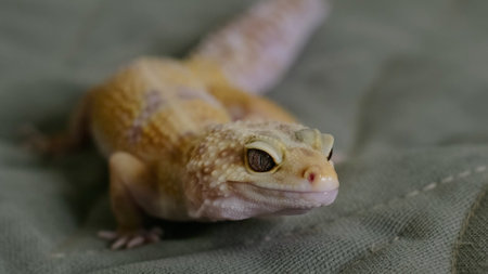 A close-up view of a gecko's face with its vibrant patterns and sharp details.の写真素材