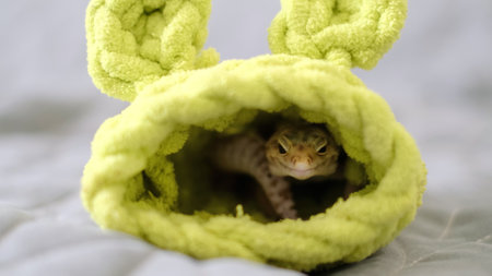A leopard gecko peeks out from a soft, green fabric tunnel, its curious gaze creating a playful scene. This photo highlights the comfort and quirky personality of exotic pets in cozy settings.の写真素材