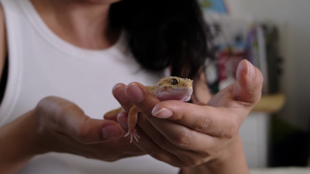 A close-up of a leopard gecko resting in gentle hands, highlighting its vibrant colors and intricate textures. This image celebrates exotic pets and their care in domestic environments.の写真素材