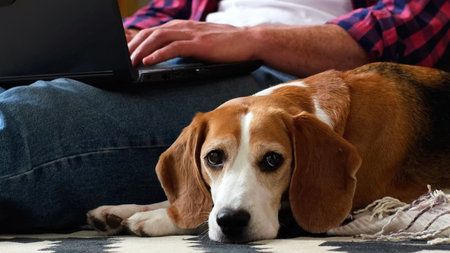 Focused beagle lies in the foreground while a casually dressed man uses a laptop in soft home light. Pets, remote work, and digital lifestyle bring companionship to everyday productivity.