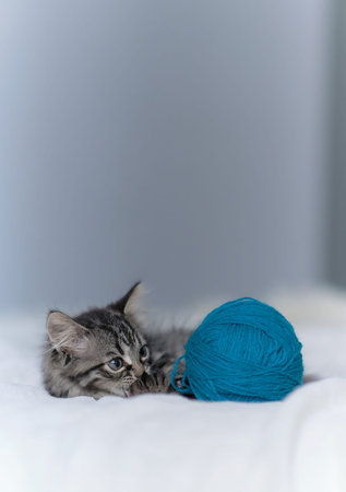 Funny gray kitten playing with balls skeins of thread on bed. sweetly playful kitten lies on a white plaid in the home.