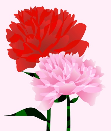 The abstract background with two peony  のイラスト素材