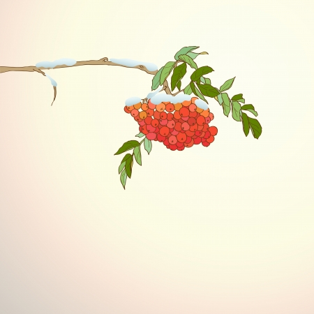 Winter background with rowan branchのイラスト素材
