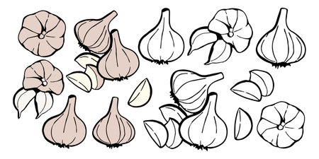 Vector garlic set, whole and cloves of garlic. Collection of vegetable designer elements for packaging health food and recipe bookのイラスト素材