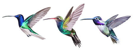 Small bird hummingbird set. Exotic birds isolated on white background, paradise illustration. Can be used for cards, invitation, print, web, etc.の写真素材