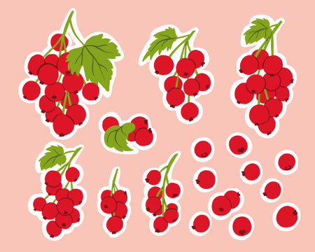 Fresh currant berries, fruit branches sticker set in flat style. Fruit ingredients for drinks and desserts with a cut-out fields.のイラスト素材