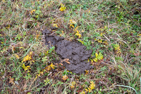 Mud on green grassy field closeup. Manure on the rural life where it is used as organic fertilizer for plants.の写真素材