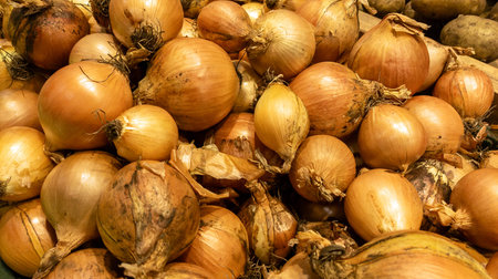 Onions harvested from the field. Farm-fresh vegetables. Close-up of a pile of ripe onions.の写真素材