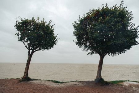 Two trees on the background of the Bay