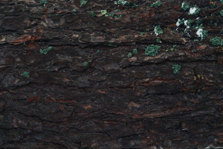 

texture of tree bark, bark closeの写真素材