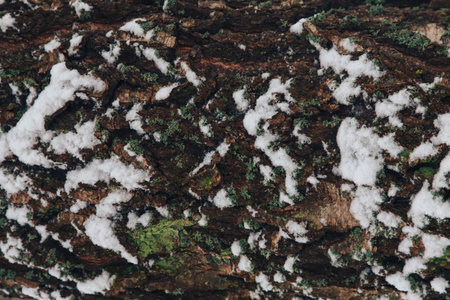 texture of tree bark, bark closeの写真素材
