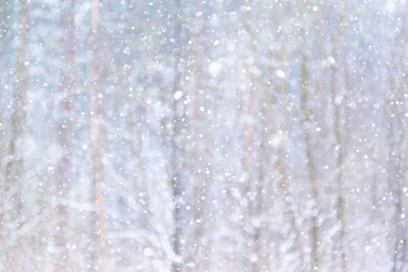 There is snow on the background of coniferous treesの写真素材