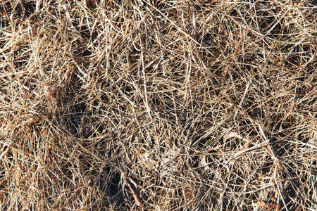 Light texture of dry grass
