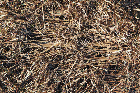 Light texture of dry grassの写真素材