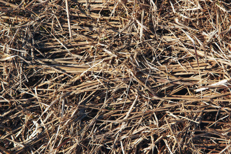 Light texture of dry grassの写真素材