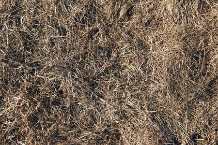 Light texture of dry grassの写真素材