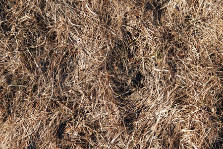 Light texture of dry grassの写真素材