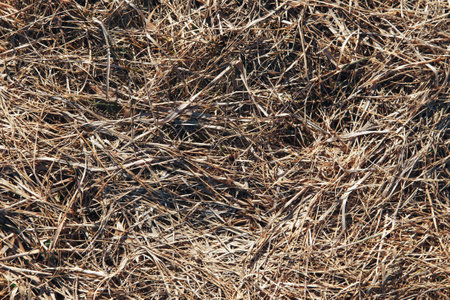 Light texture of dry grassの写真素材