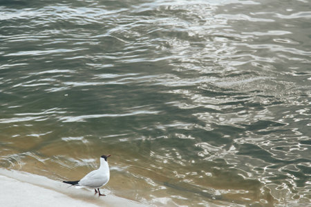 River gull on the background of the riverの写真素材