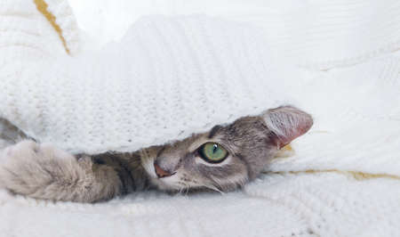 Grey cat playfully peeps out from under a white knitted plaid. Sweet, pet on a reduced background. The pet goes to bed, you can see only one ear and one eye.の写真素材