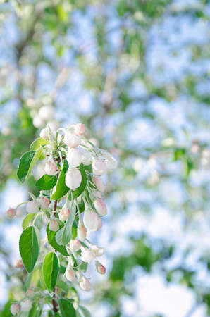 A blooming twig from a fruit tree. Frozen, spring flowers. Blurry twigs in the background. The flowering season. Flowers on a tree.の写真素材