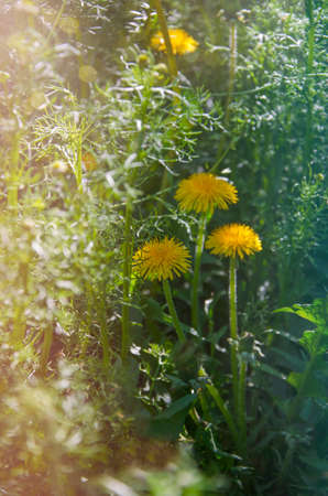 Wildflowers grow in the field. Dandelions are illuminated by sunlight. Three blossomed flowers and a lot of grass around. Spring came and everything blossomed around.の写真素材