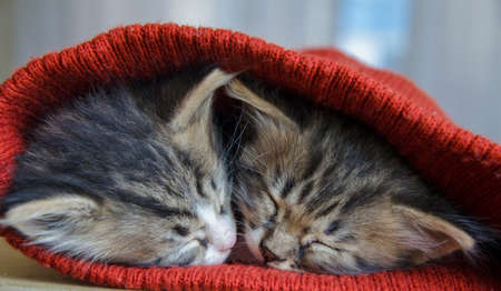 Two cute pets sleep on a bed in a knitted plaid. Cats clung to each other. Brother and sister sleep nearby.Safe house for animals. The kittens are lying in a knitted, orange scarf.の写真素材