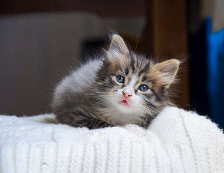 Cute, the pet is looking up. The little kitten rests on a white, knitted plaid. A lone cat is lying on the bed. The animal feels love and security at home.の写真素材