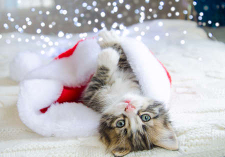 A pet plays with a New Year's cap. A cute animal is lying on its back. The kitten has a Christmas mood. The animal is lying on a white background.の写真素材