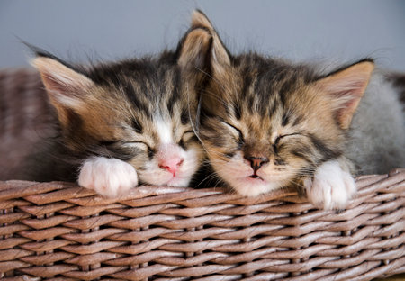 A couple of pets sleep in a brown, woven basket. Cute kittens lie nearby, feel warmth and comfort.の写真素材