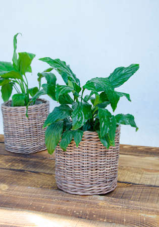 On a wooden table there are 2 pots with spathiphyllum. Beautiful wicker pots on the floor, on a light background. Breeding houseplants at home.の写真素材