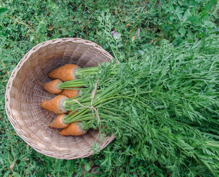 Carrots from the garden collected in one bunch and put in a basket. Fresh harvest on the bed. Summer vegetable picking. top view.の写真素材