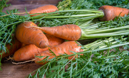 Fresh carrots, from the garden, with a green tail, on a wooden table, in the style of rustic. New, autumn harvest of vegetables. Orange ingredient for soup and salad.の写真素材