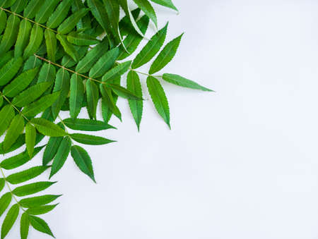 Fresh, green twigs with leaves, in the left up corner. Natural background from plants. Lets preserve the ecology on Earth. A natural, living plant like a postcard. Copy space.の写真素材