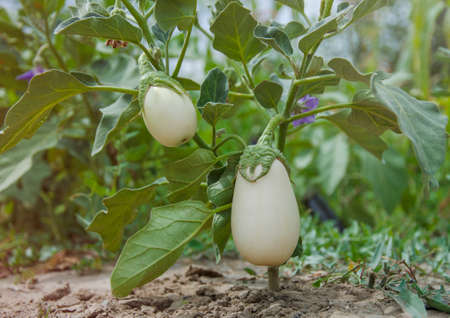 White eggplants hang on a bush, in the garden. Vegetables planted on the farm grow under the sun. The summer eggplant crop grows on the ground.の写真素材