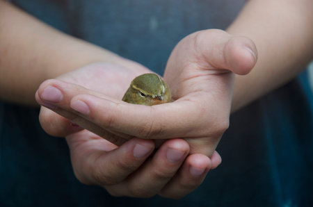 Foam-spring sits in the girls arms. A man saved a bird from a cat. Little feathered friends are...