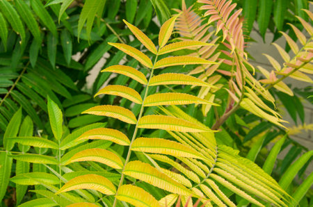 Green background of leaves. A huge amount of natural greens.の写真素材