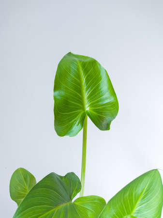 Green leaves grow at home. Houseplants on a white background. Natural leaves grow in the ground.の写真素材