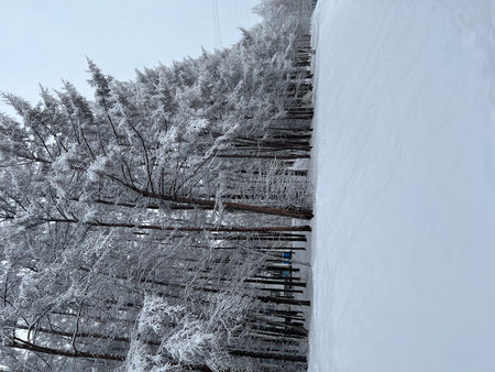 Frozen trees and wooden bridge in winter, closeup of photoの写真素材