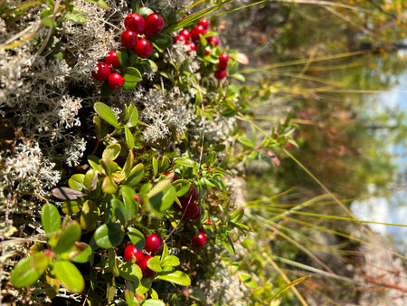 cranberries in the autumn forestの写真素材