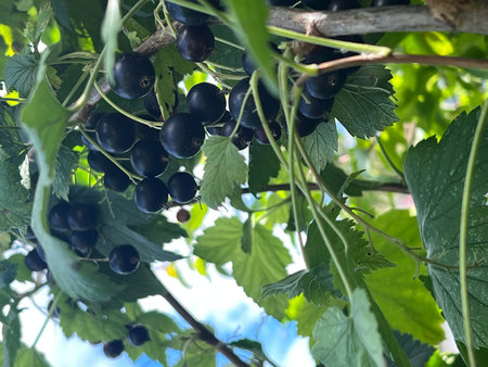 Ripe black currant berries on the branches of a bush.の写真素材