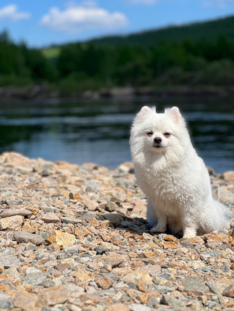 White Pomeranian Spitz sitting on the shore of the lakeの写真素材