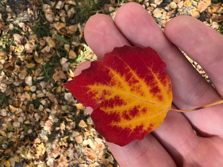 A closeup shot of a colorful autumn leaf in a woman's handの写真素材