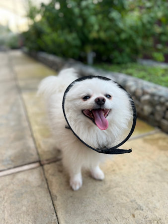 White Pomeranian dog in a black collar on the street.の素材